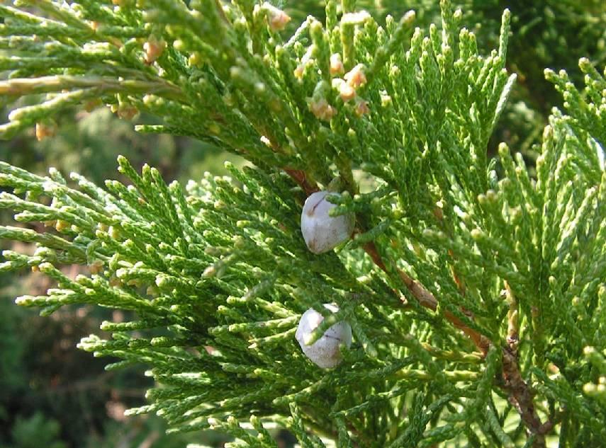 of blue cones Juniperus sabina one