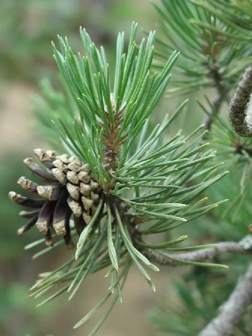 Pinus Pinaceae Pine Diverse genus, with many species native to Europe, and a number of others introduced from North America and Asia.
