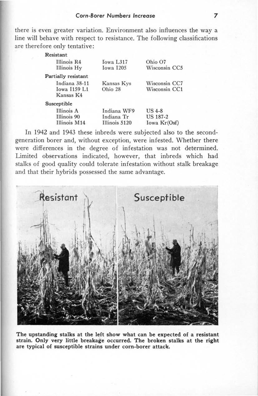 Corn-Borer Numbers Increase 7 there is even greater variation. Environment also influences the way a line will behave with respect to resistance.