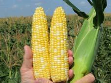 Syngenta will begin to introgress SSW technology into its proprietary sweet corn genetics.