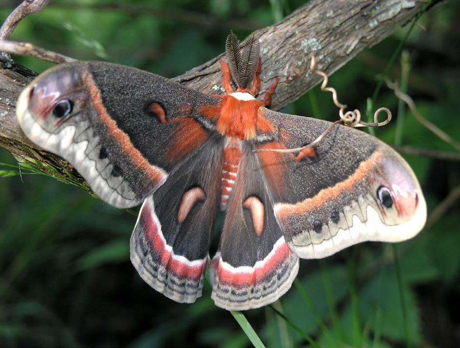 Cecropia moth (Hyalophora cecropia, Saturniidae) While this large and showy species species may be rare in parts of its range, it can be found