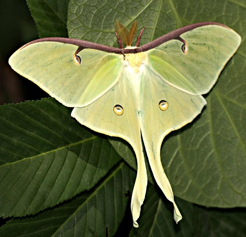 Luna moth (Actias luna, Saturniidae) These very large and showy moths are common in eastern North American forests.