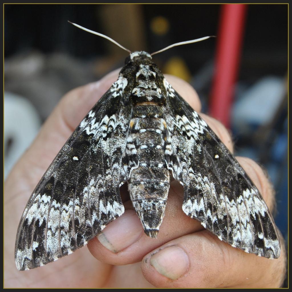 Rustic sphinx (Manduca rustica, Sphingidae) Adults of this species superficially resemble those of the pawpaw sphinx with the addition of three sets of yellow spots on the