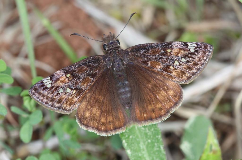 Horace s duskywing (Erynnis horatius, Hesperiidae) This small butterfly is common throughout the eastern United States, including southern Louisiana.