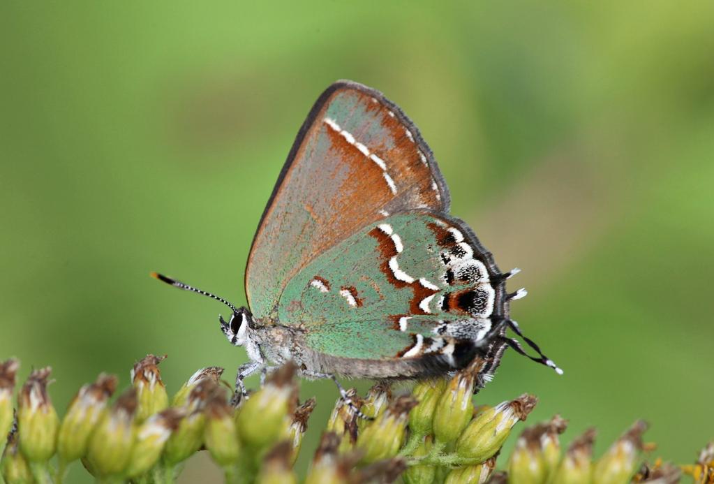 Juniper hairstreak (Callophrys gryneus, Lycaenidae) This widespread, green butterfly specializes on junipers and red cedars, among others.