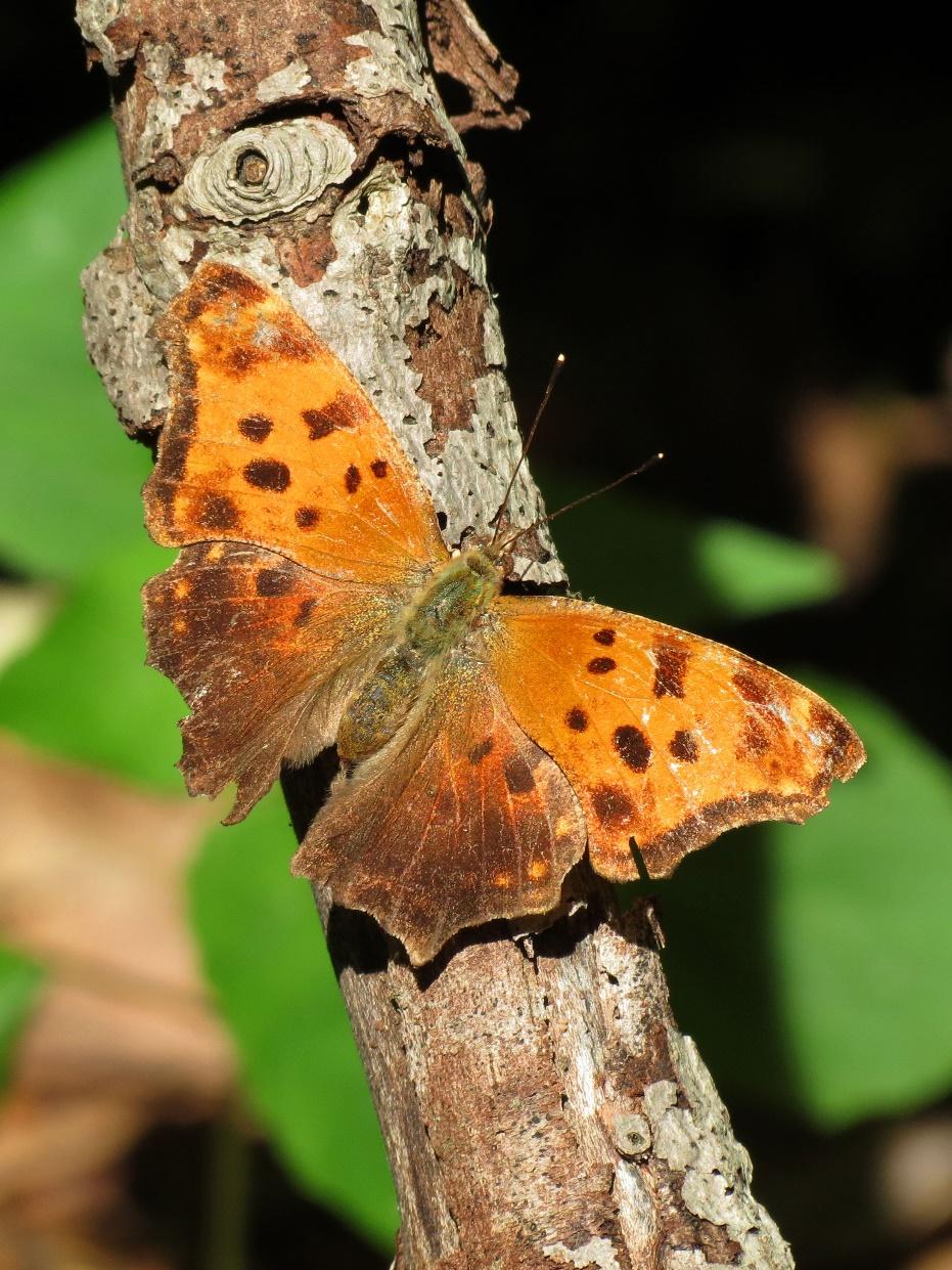 Eastern comma (Polygonia comma, Nymphalidae) Named for the white comma shape on the underside of the hind wing. This species is found in wooded habitats near water sources.