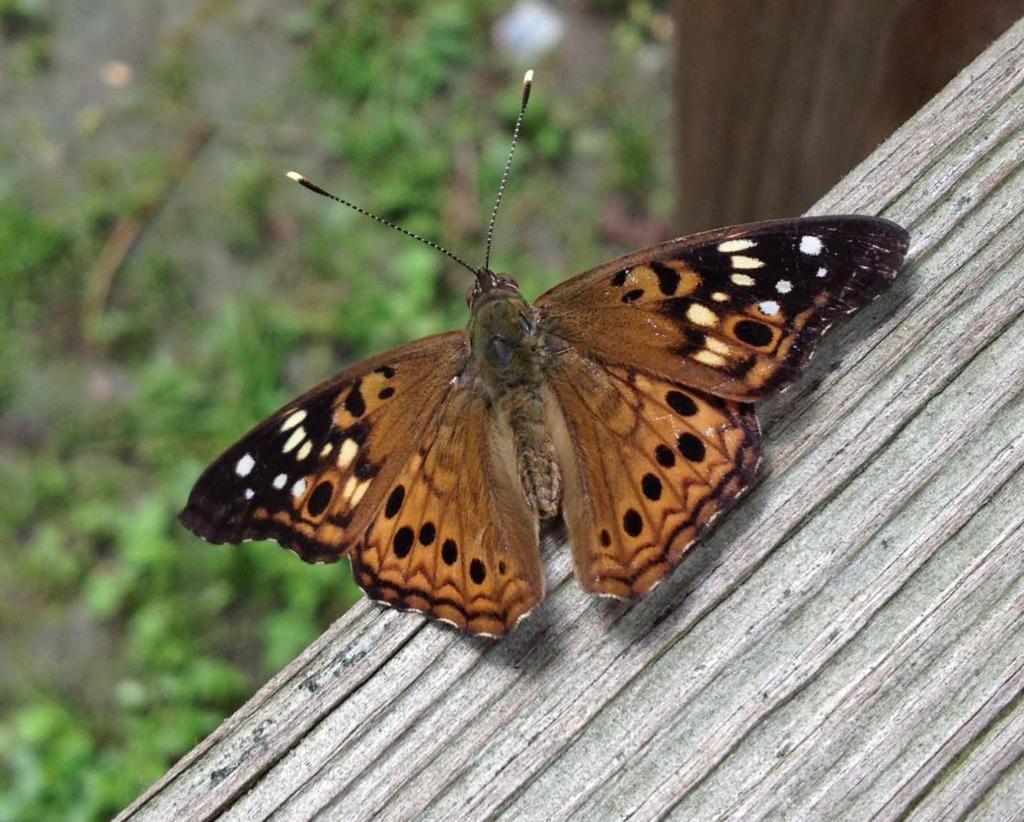 Hackberry emperor (Asterocampa celtis, Nymphalidae) Although the adults superficially resemble the Painted Lady butterfly, they can be distinguished by the orange and black eyespots on their