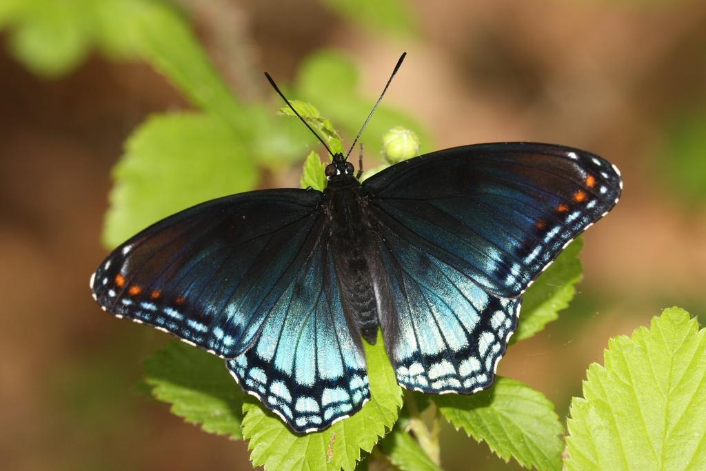 Red-spotted purple (Limenitis arthemis, Nymphalidae) Like the Viceroy, the Red-spotted purple is a mimic of the poisonous Pipevine swallowtail.