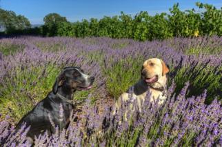 GC NAPA VALLEY POOCH PRODUCT INFORMATION & INGREDIENT OUR LOVING POOCHES DESERVE THE BEST Our organically grown Napa Valley O Connell Vineyard Estate lavender is the special ingredient of our luxury