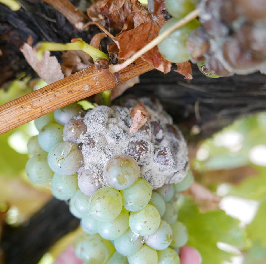 2 Botector against gray mold (Botrytis cinerea) Wine growers all over the world are facing problems with the fungal pathogen Botrytis cinerea, the causal agent of gray mold or botrytis bunch rot of