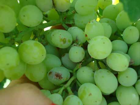 Damage in the Aegean Region Second generation larvae feed on and develop within single grapes in early-mid