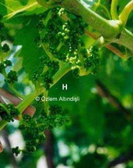 4. Criterion: Phenological Stages of Vine In critical periods (close to
