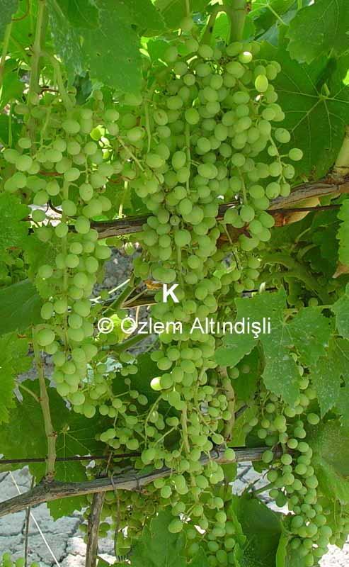 Phenological Stages of Vine Fruit cluster with an early
