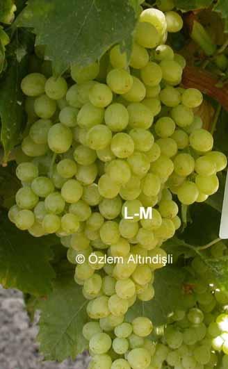 Phenological Stages of Vine Fruit cluster at