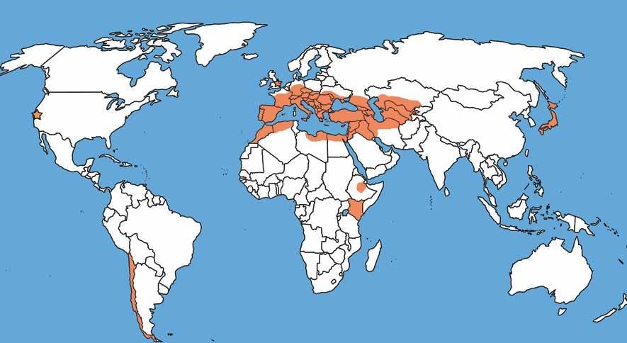 World Distribution of Lobesia botrana (Varela et al.