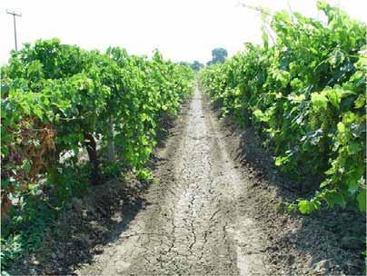 Cultural Precautions Improving conditions in the vineyard by; Using high-training systems, Leaf removal for better ventilation