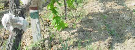 applied vineyard such as