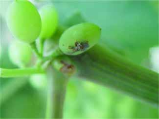Damage causes damage to flowers and developing grapes directly