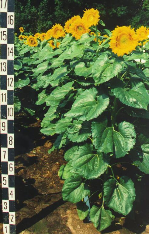 Sunflower Hybrid Rada Developed with Mutant Restorer Line 12002 R dividual year, and included main agronomic traits as seed yield, oil yield, 1000 seed weight, oil in the kernel (%), plant height,