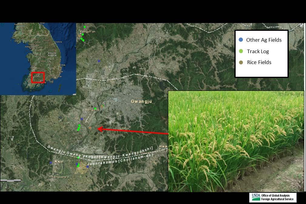 The majority of South Korea s rice is grown in Jeollabuk-do, Jeollanam-do, and South Ghung.