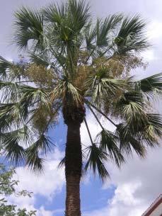 This well-adapted desert evergreen tree was introduced from South Africa to Arizona by Homer LeRoy Shantz, a former dean of agriculture who later served as president of the University.