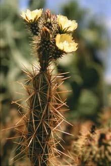 There is more information on this cactus at the Organ Pipe National Monument site. 14.