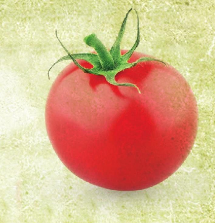 The most widely available varieties are classified in three groups: cherry, plum, and slicing tomatoes.