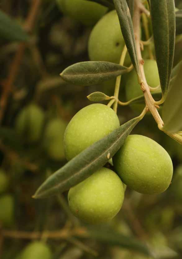 ROYAL ADELAIDE OLIVE AWARDS Prize Schedule Competition
