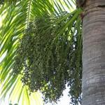 Roystonea regia Royal Palm Can grow up to 20 meters The royal palm is a palm