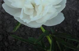 Paeonia Alba Plena (voor 1800) Bloomtime: Very early Height: 80 cm - 32" Color: