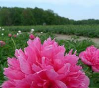 Color: Pink Class: peregrina / officinalis / Farmers Peony Flowers are intens