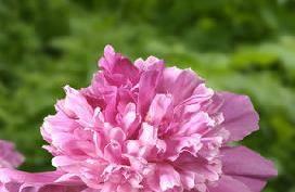 Bomb Color: Bright pink A very fine variety with perfectly shaped