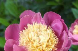 Anemone Color: Pink with light lemon yellow center Upright form