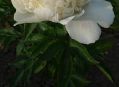 Paeonia Bridal Shower (1981) Color: Ivory white An ivory white double bomb