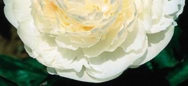 New Paeonia Brother Chuck (1995) Color: White A double show peony, excellent