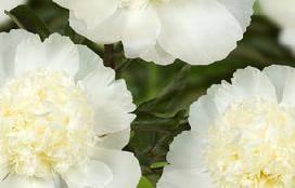The flower is unique in the peony assortment.