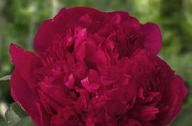 Produces many flowers New Paeonia Command Performance (1996) -