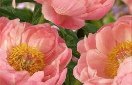 Paeonia Coral Charm (1964) Flower type: Half double Color: Coral Class: