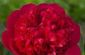 New Paeonia Diana Parks (1942) Height: 95 cm - 38" Flower type: Bomb