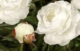 Paeonia Elsa Sass (1930) Bloomtime: Very late Color: Clear white