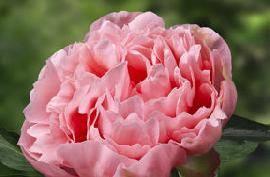 Class: Hybrid - mid One of the most perfectly shaped double peony.