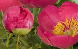 Paeonia Flame (1939) Bloomtime: Very early Flower type: Single Color: