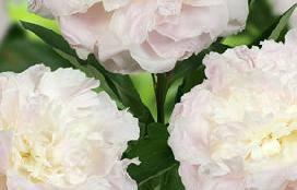time. Paeonia Florence Nicholls (1938) - late Color: Blush - white