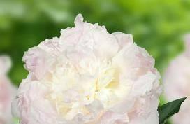 With large double rose shaped flowers that are blush-white coloured.