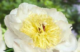 type: Anemone Color: White with light yellow center White flower