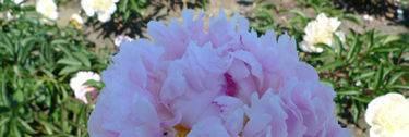 Very large soft pink full double flowers, with fringed edges.