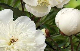 Paeonia Immaculee (1953) - mid Flower type: Half double Color: White This