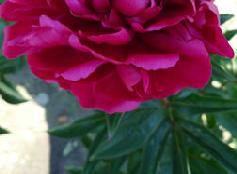 Paeonia Inspecteur Lavergne (1924) - late Color: Carmine red to lilac