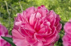 When the flower opens the colour is dark pink, the more it