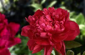 red peony which is very consistent in colour.
